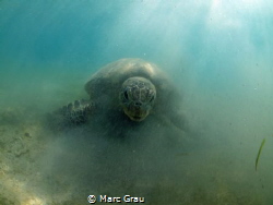 "Alien" turtle in Mayotte by Marc Grau 